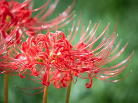 red spider lily meaning